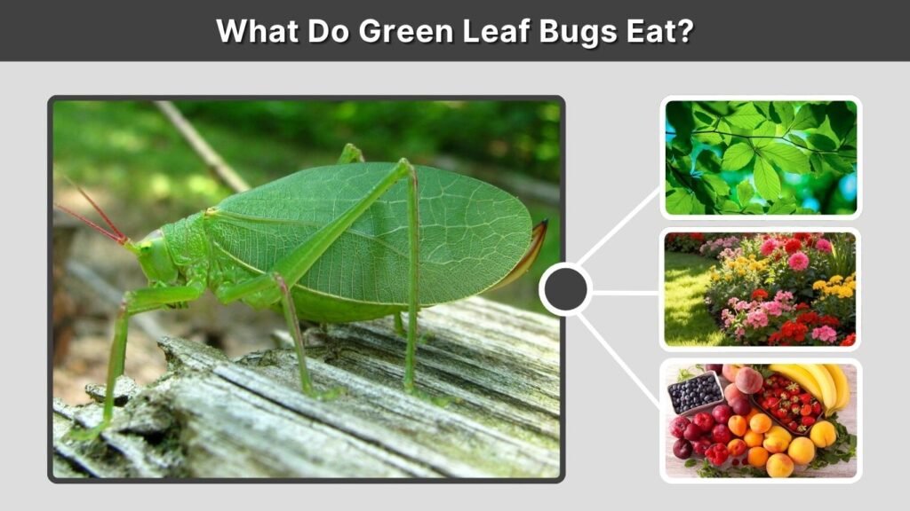 What Do Green Leaf Bugs Eat?