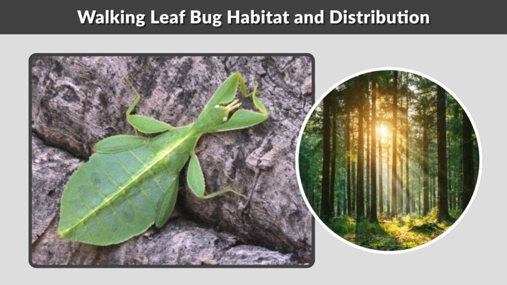 Walking Leaf Bug Habitat and Distribution