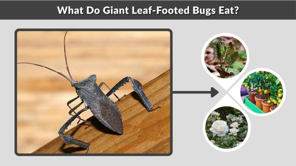 What Do Giant Leaf-Footed Bugs Eat?
