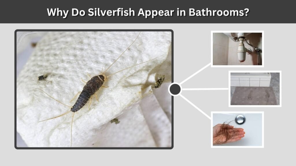Why Do Silverfish Appear in Bathrooms?