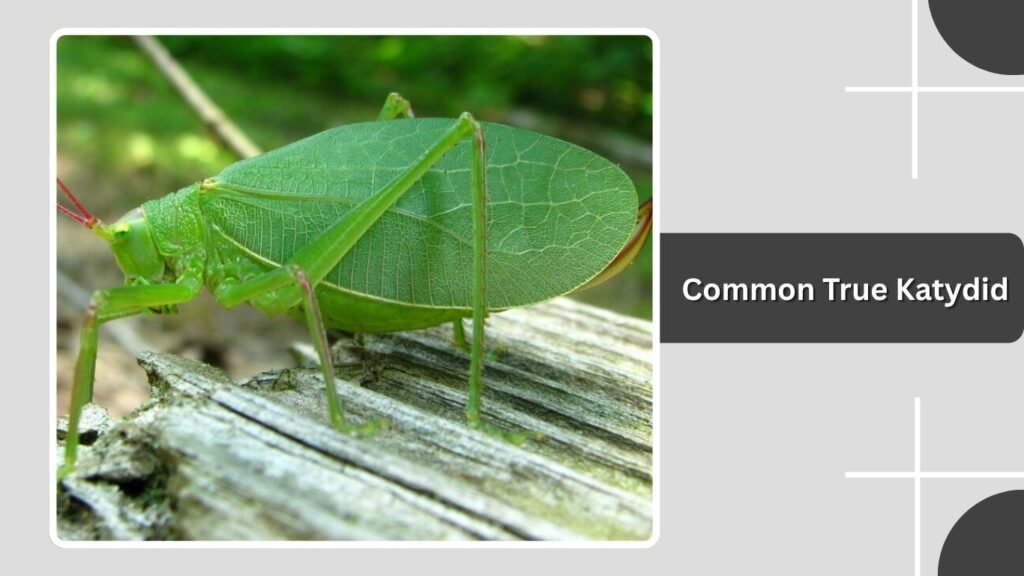 Common True Katydid