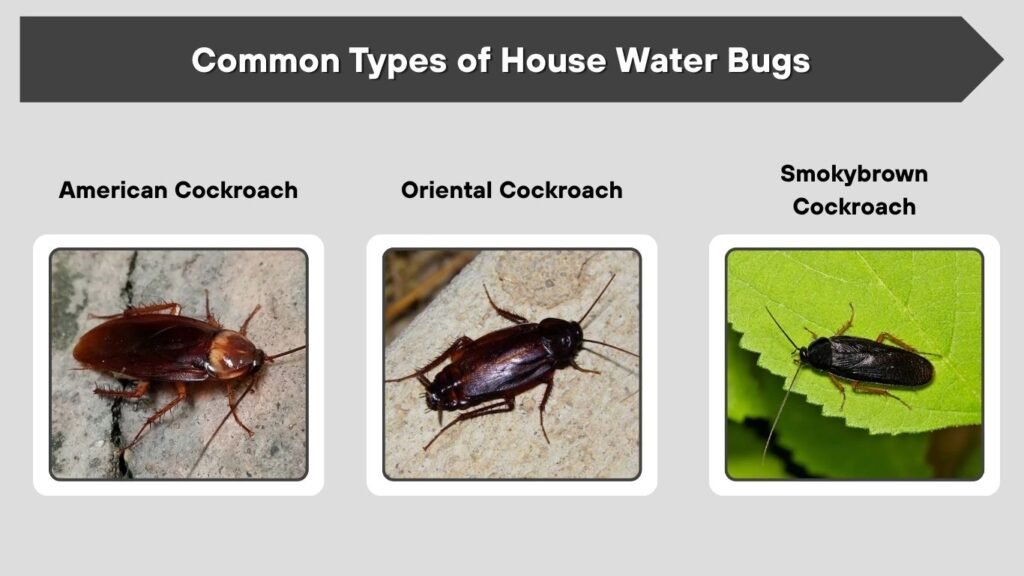 Common Types of House Water Bugs