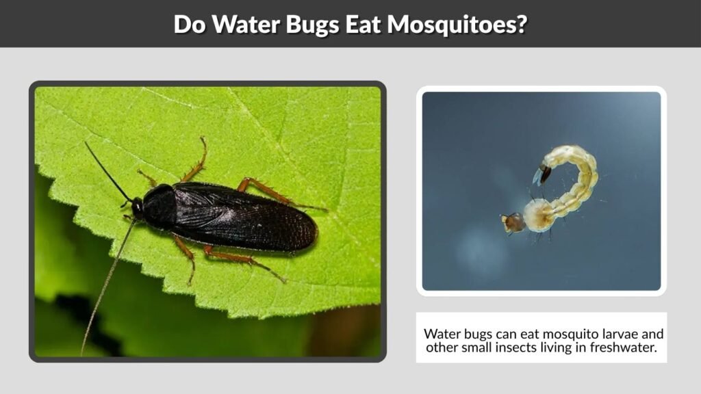 Do Water Bugs Eat Mosquitoes?