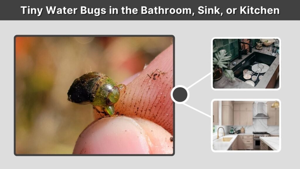 Tiny Water Bugs in the Bathroom, Sink, or Kitchen