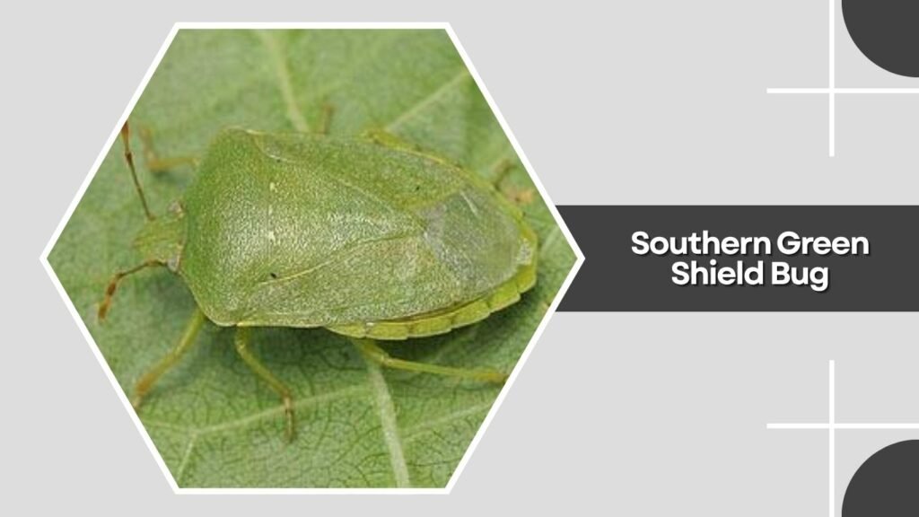 Southern Green Shield Bug