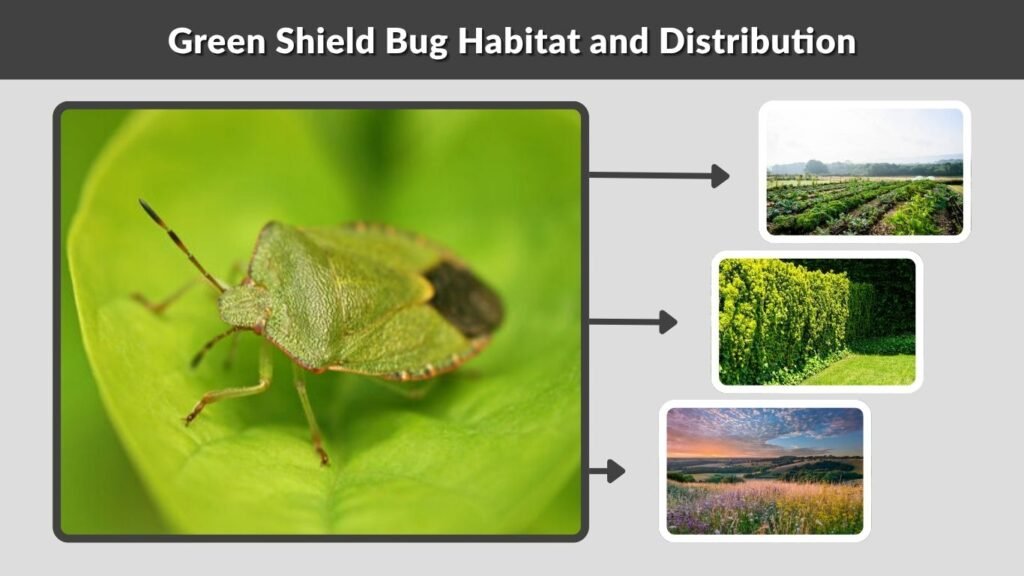 Green Shield Bug Habitat and Distribution