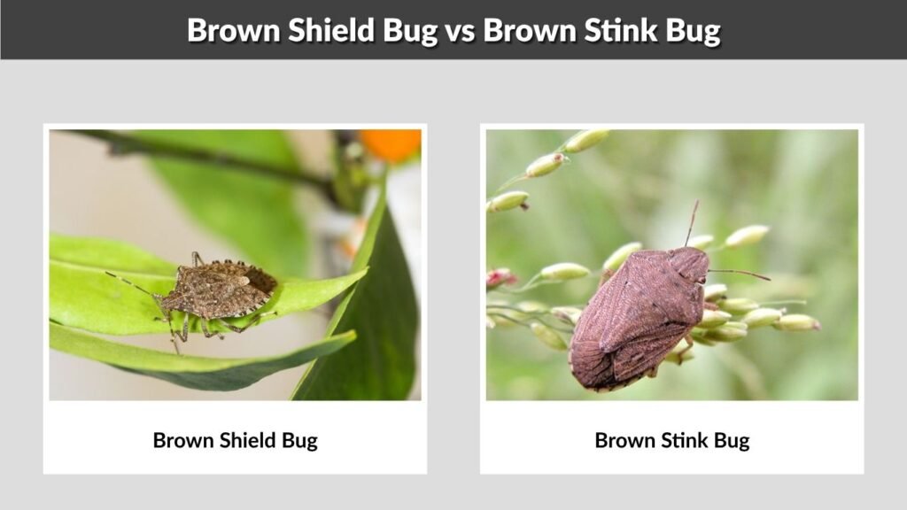 Brown Shield Bug vs Brown Stink Bug