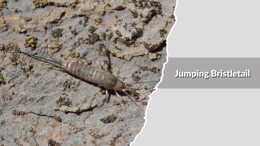 Jumping Bristletail