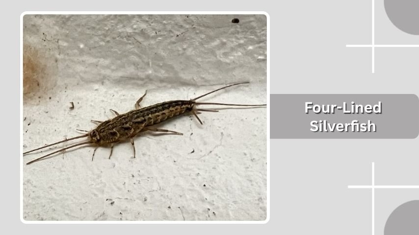 Four-Lined Silverfish