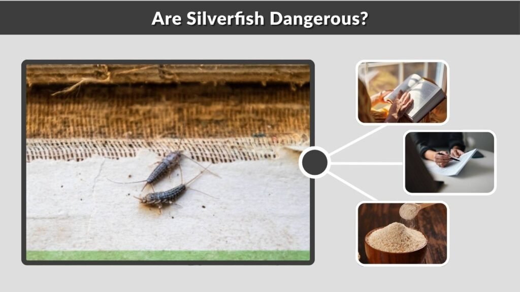 Are Silverfish Dangerous?