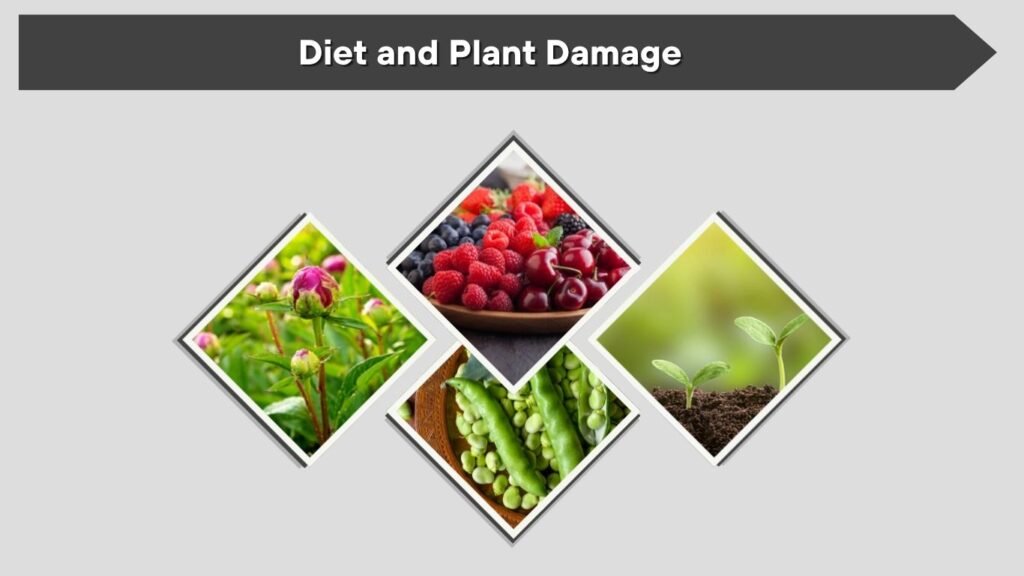 Diet and Plant Damage