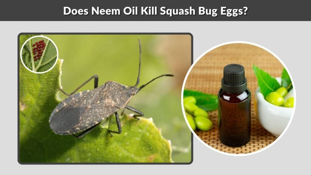 Does Neem Oil Kill Squash Bug Eggs?