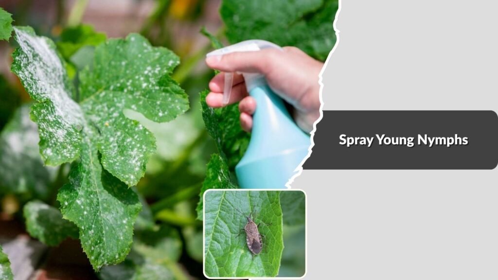Spray Young Nymphs