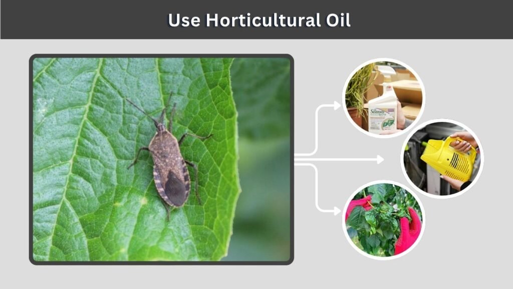 Use Horticultural Oil