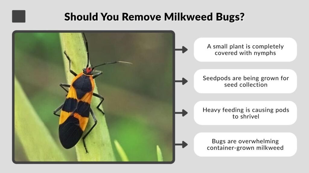 Should You Remove Milkweed Bugs?