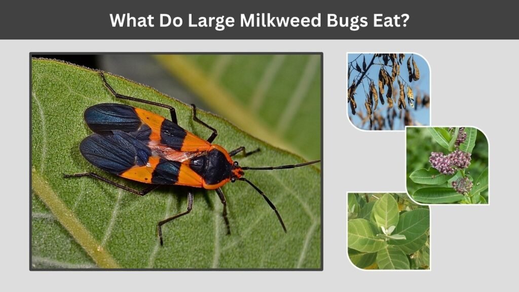 What Do Large Milkweed Bugs Eat?