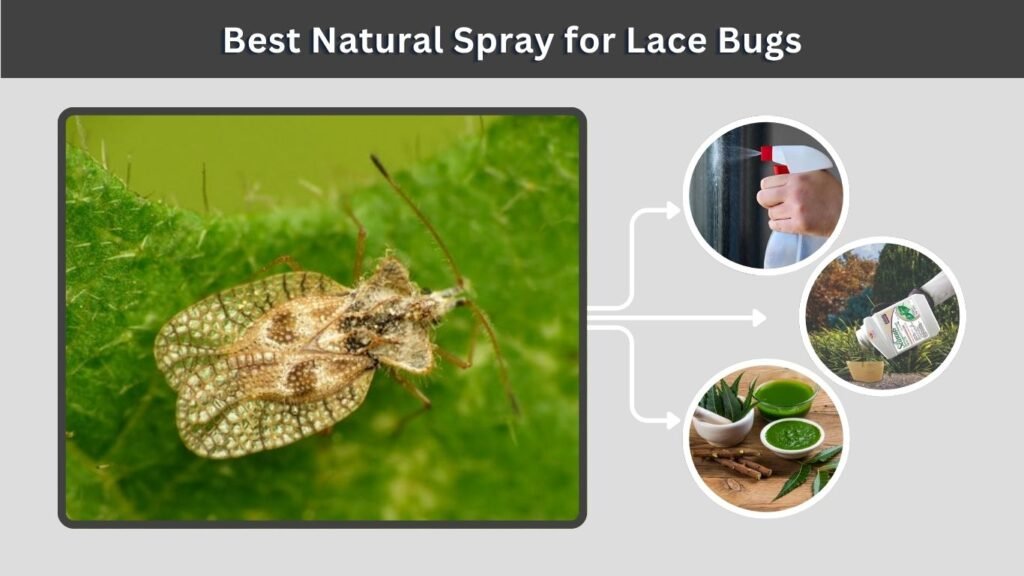 Best Natural Spray for Lace Bugs