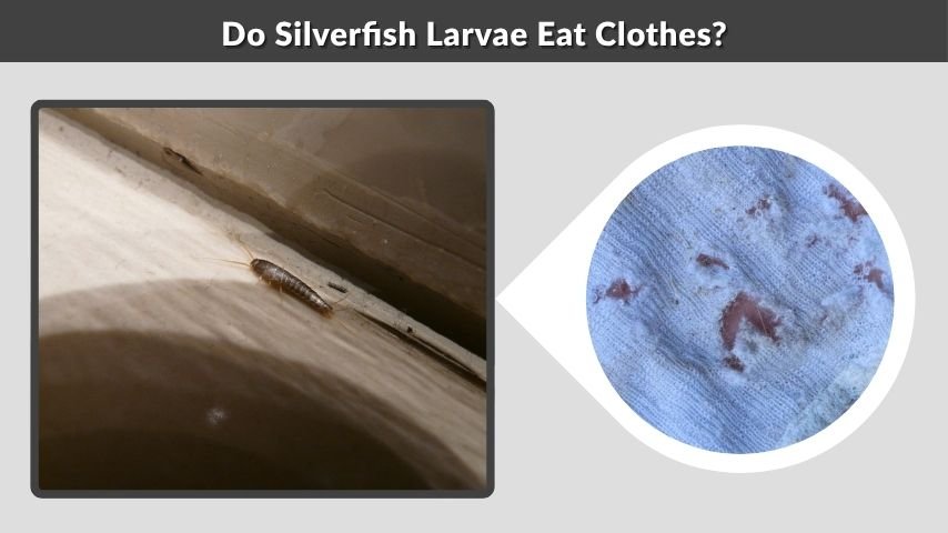 Do Silverfish Larvae Eat Clothes?