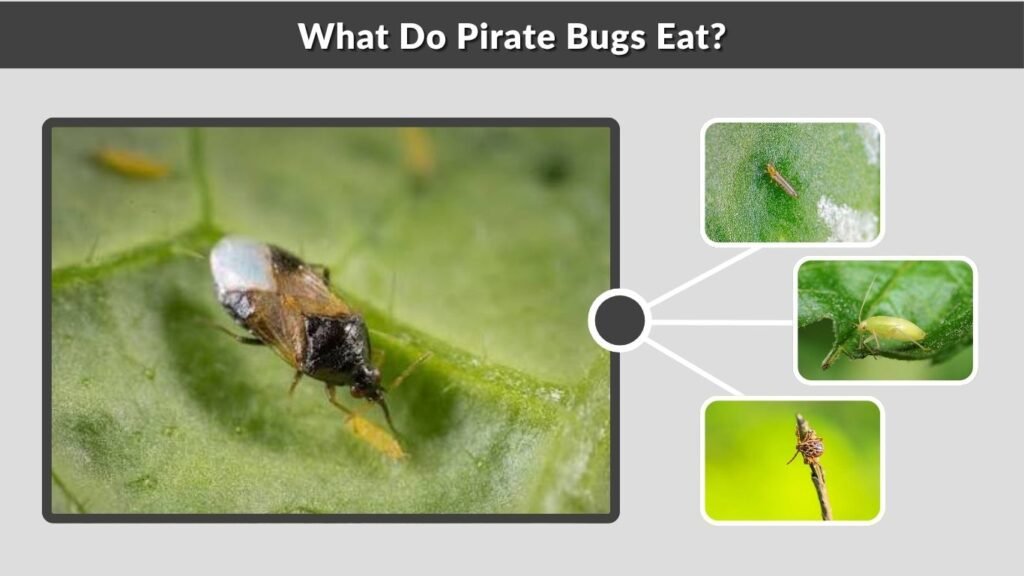 What Do Pirate Bugs Eat?