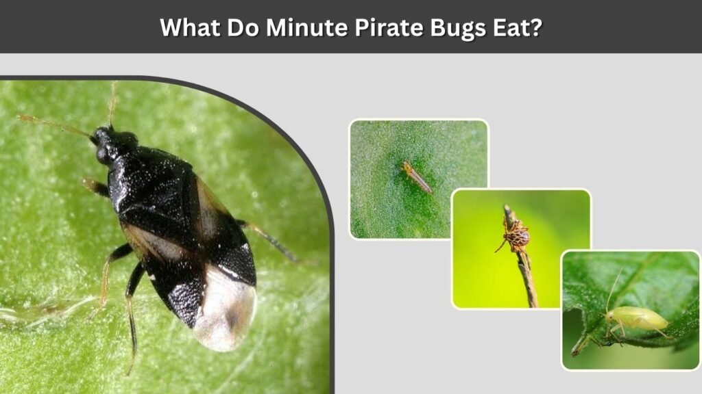 What Do Minute Pirate Bugs Eat?