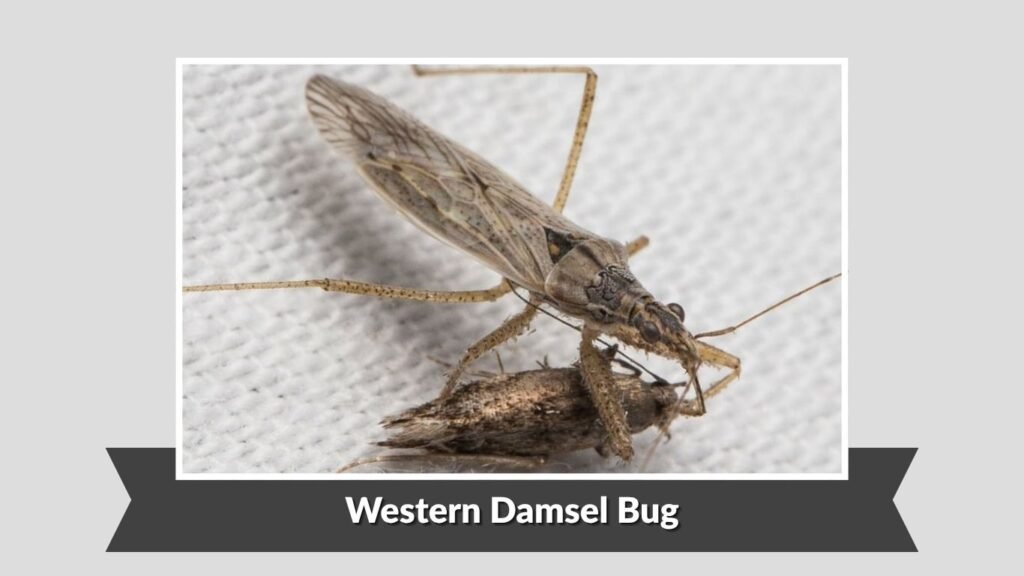 Western Damsel Bug