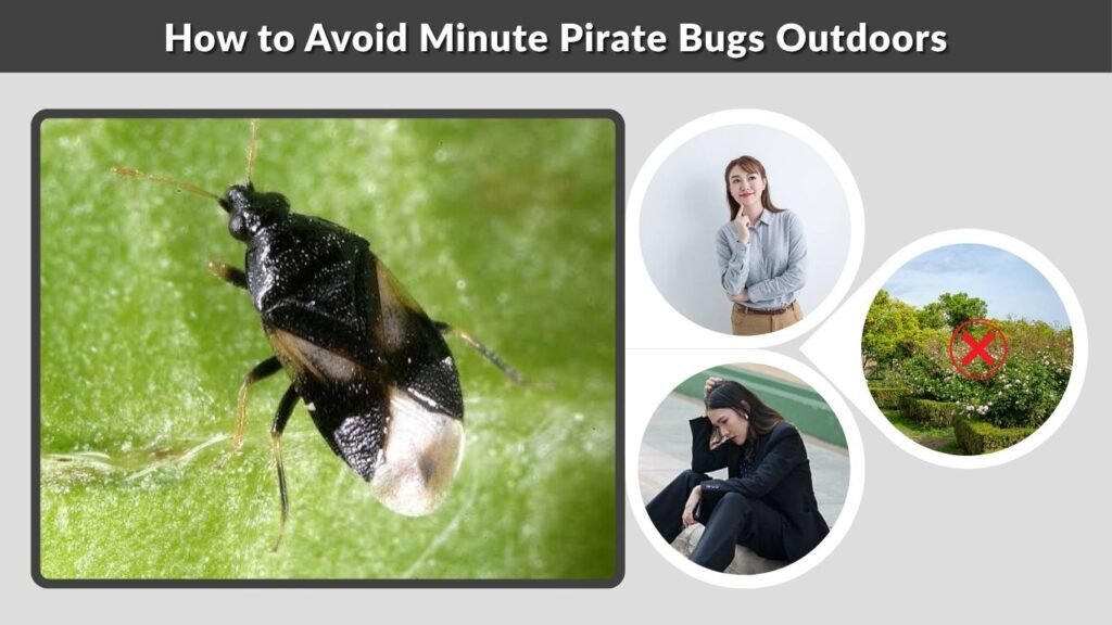 How to Avoid Minute Pirate Bugs Outdoors