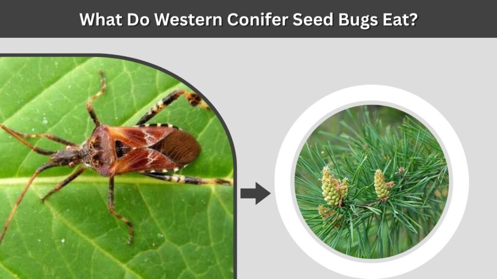 What Do Western Conifer Seed Bugs Eat?