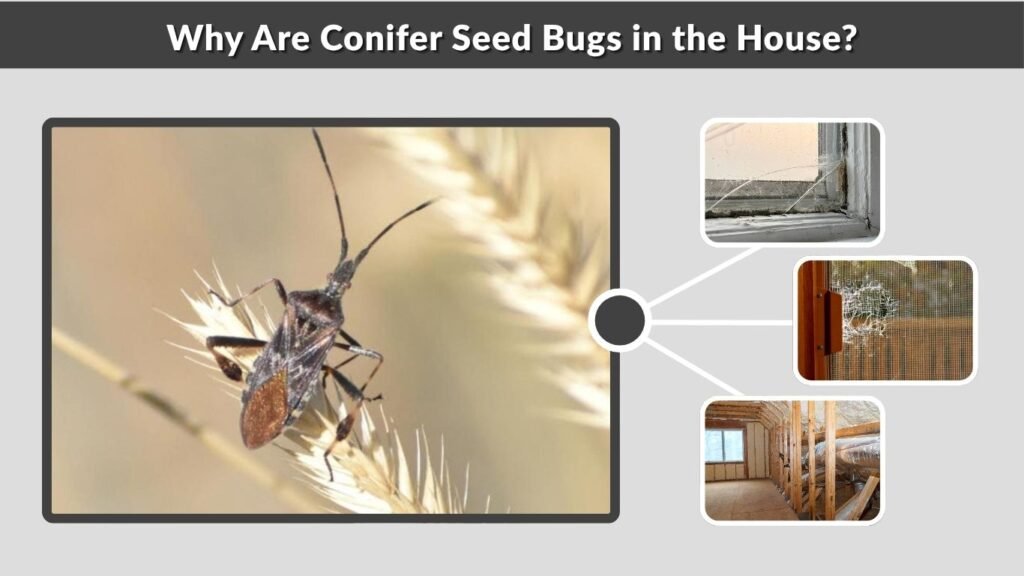 Why Are Conifer Seed Bugs in the House?