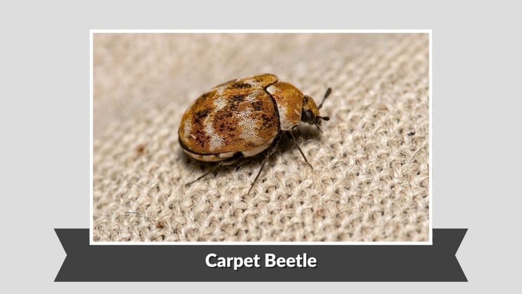 Carpet Beetle