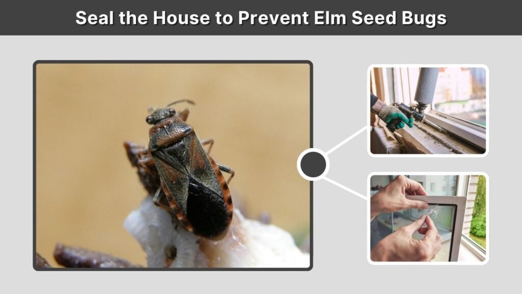Seal the House to Prevent Elm Seed Bugs