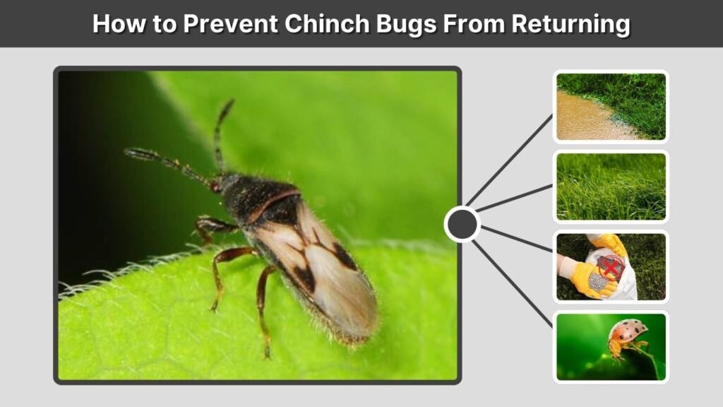 How to Prevent Chinch Bugs From Returning