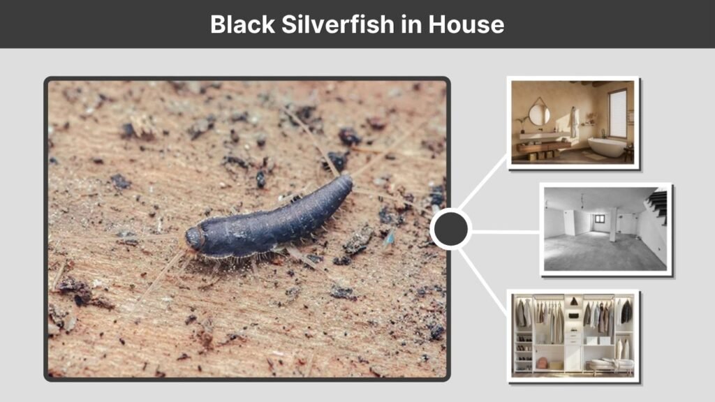 Black Silverfish in House