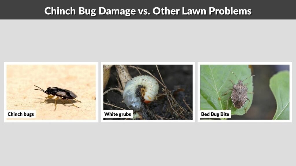 Chinch Bug Damage vs. Other Lawn Problems