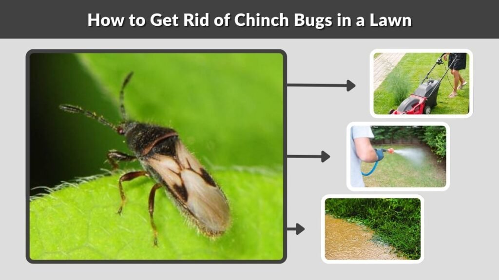 How to Get Rid of Chinch Bugs in a Lawn