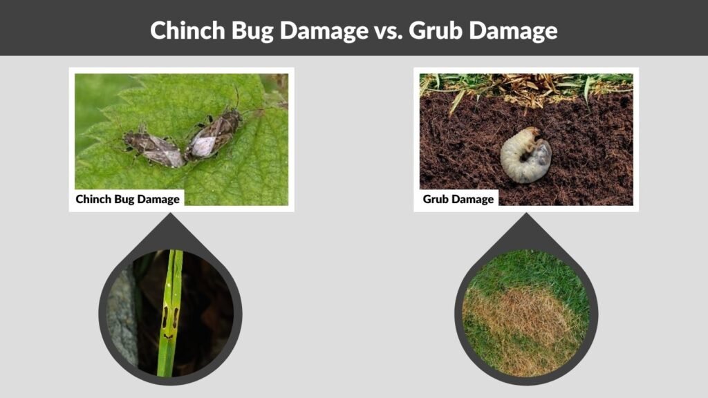Chinch Bug Damage vs. Grub Damage