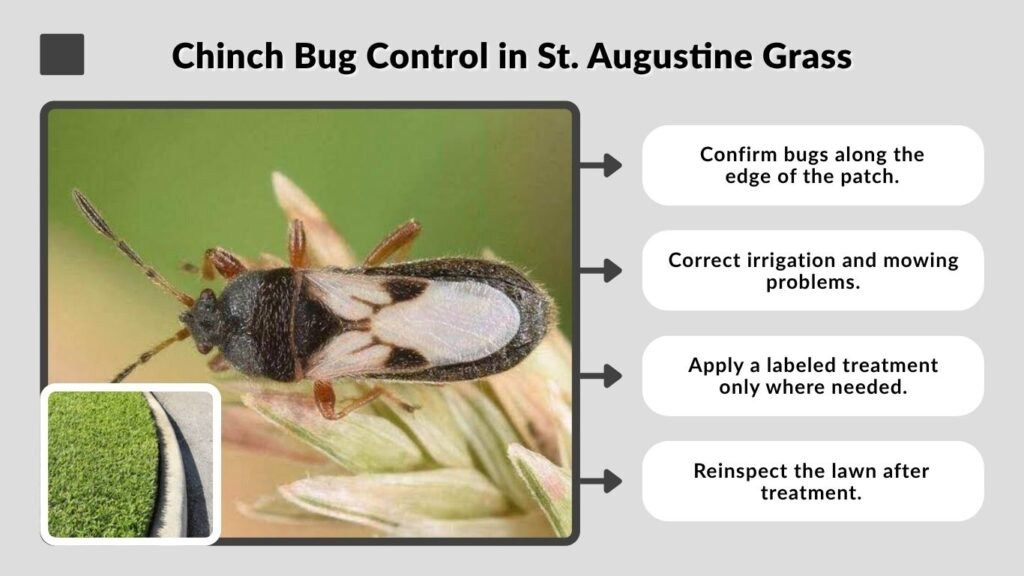 Chinch Bug Control in St. Augustine Grass