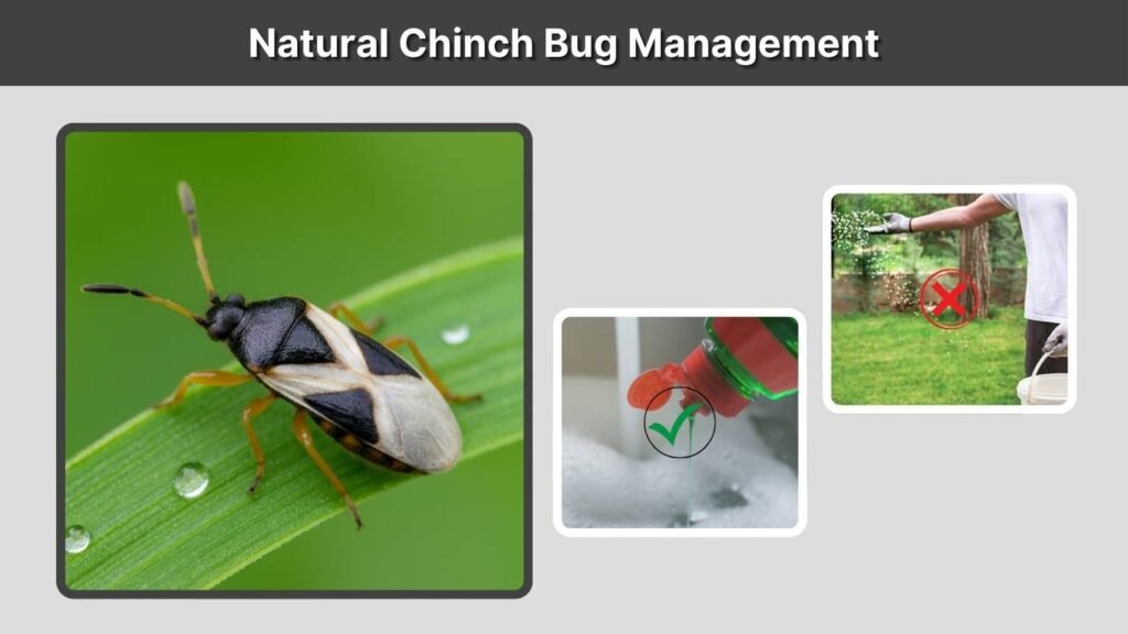 Natural Chinch Bug Management