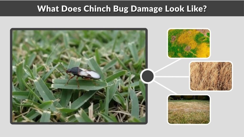 What Does Chinch Bug Damage Look Like?