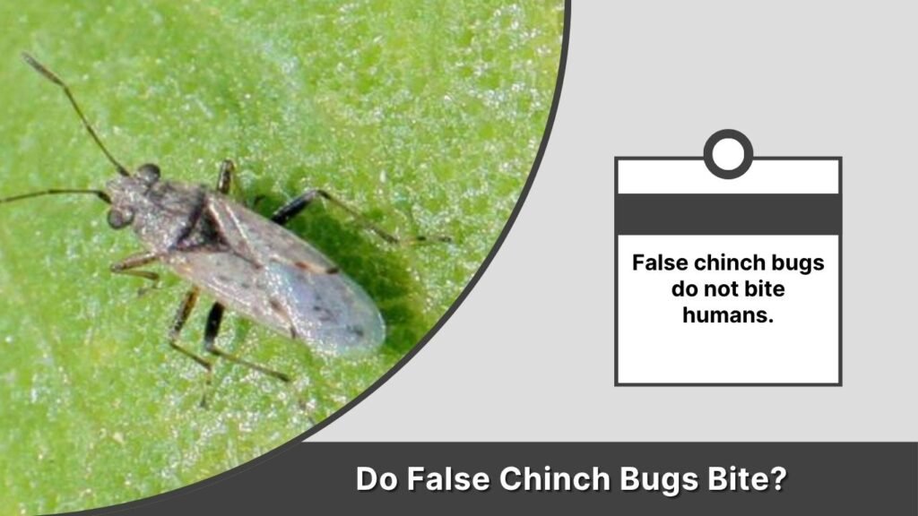 Do False Chinch Bugs Bite?