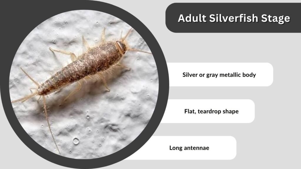 Adult Silverfish Stage