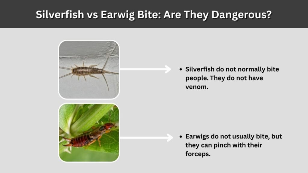 Silverfish vs Earwig Bite: Are They Dangerous?