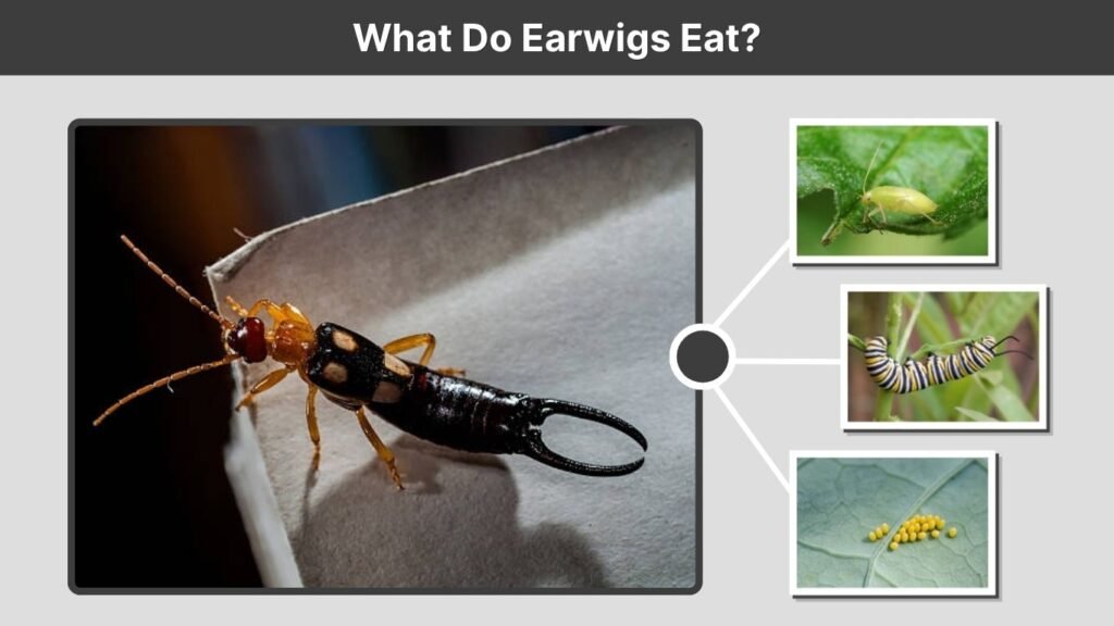 What Do Earwigs Eat?