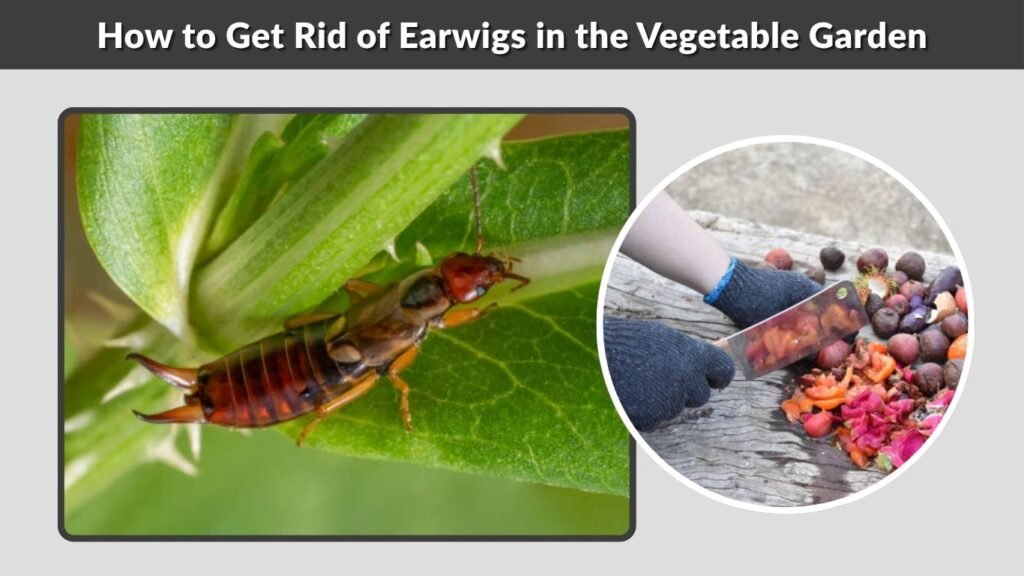 How to Get Rid of Earwigs in the Garden Naturally