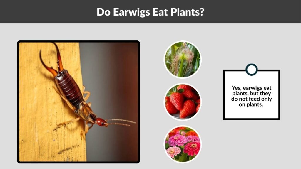 Do Earwigs Eat Plants?