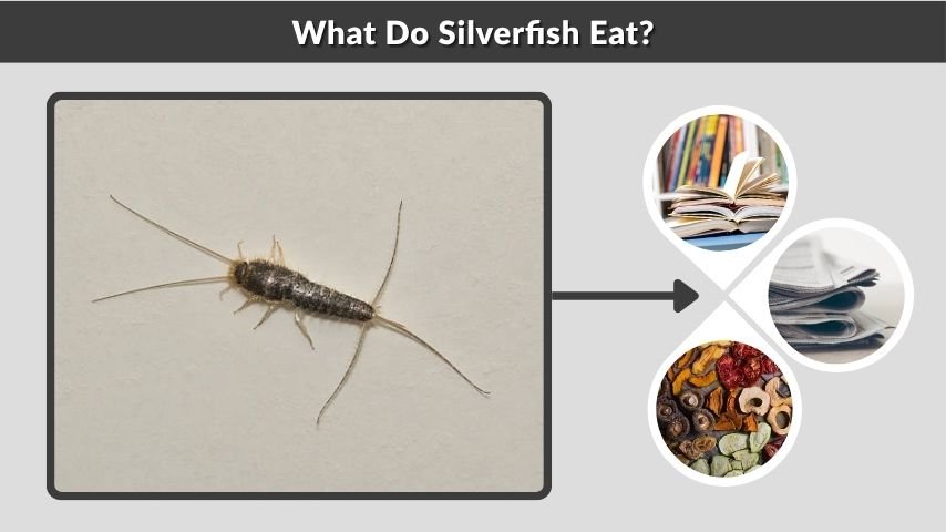 What Do Silverfish Eat?