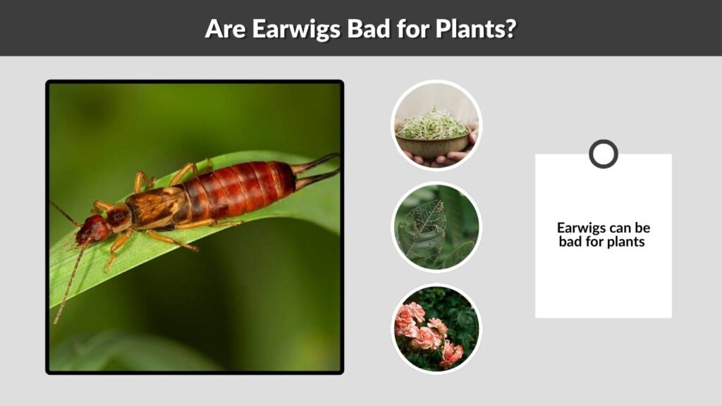 Are Earwigs Bad for Plants?