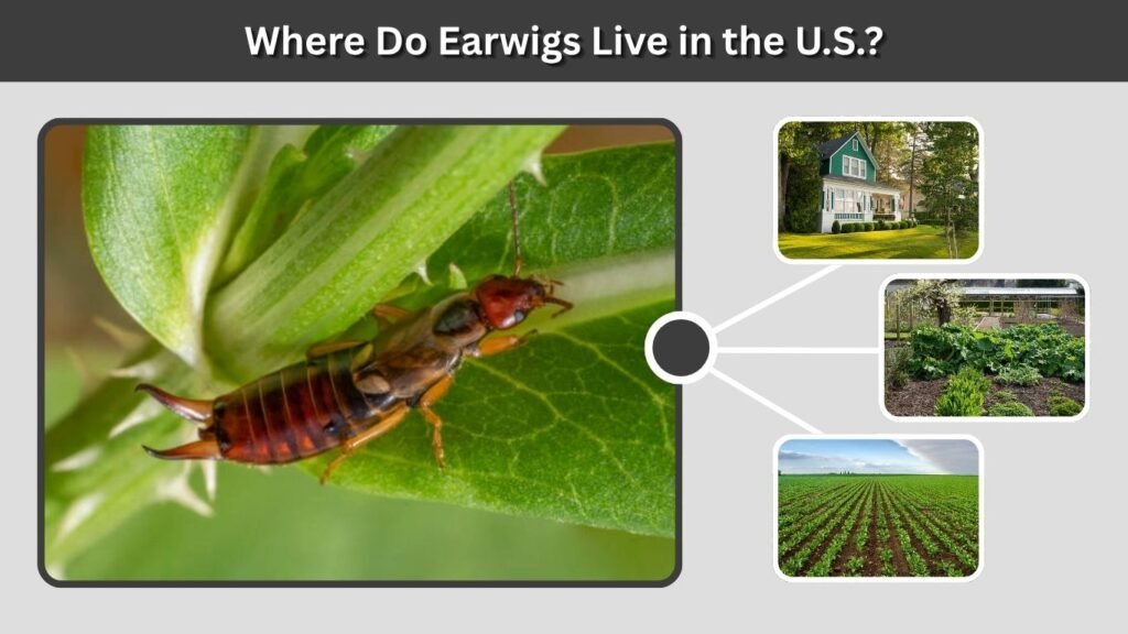 Where Do Earwigs Live in the U.S.?