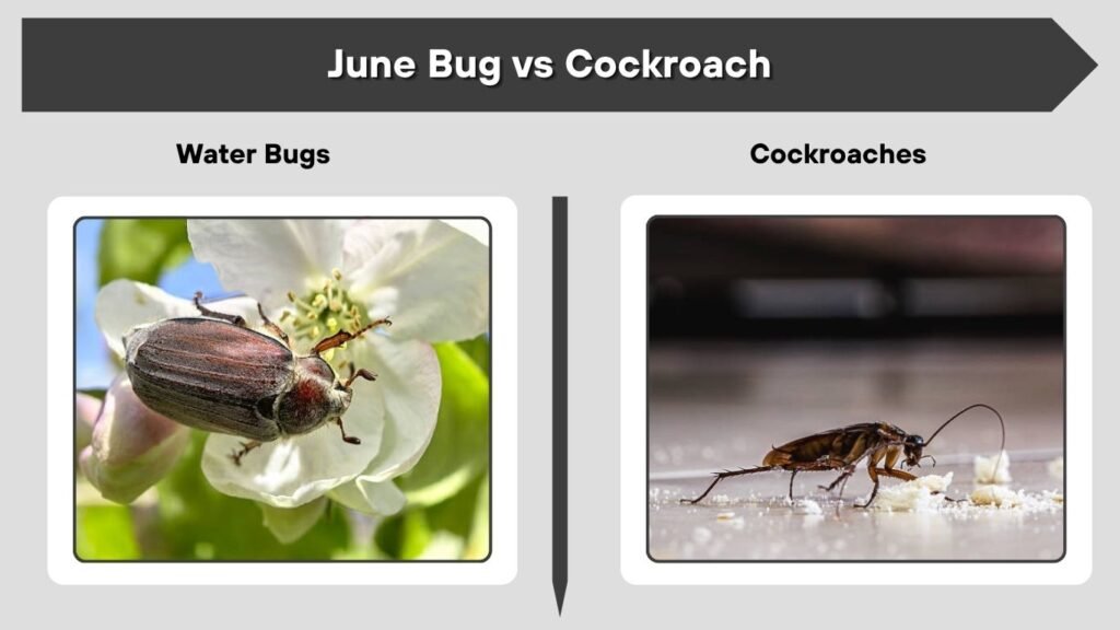 June Bug vs Cockroach