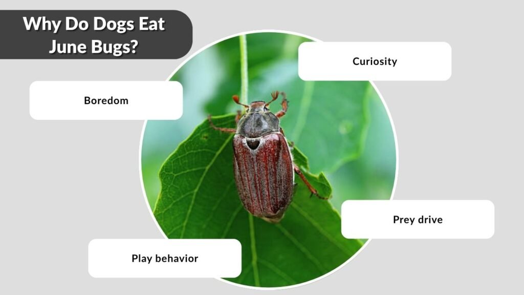 Why Do Dogs Eat June Bugs?