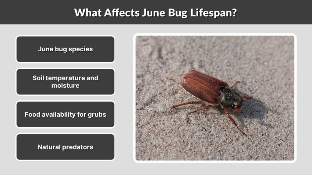 What Affects June Bug Lifespan?